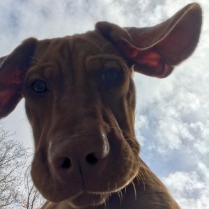 Meet your Posher, Annie